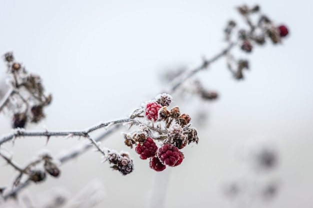 Gros plan de quelques mûres non affinées recouvertes de givre