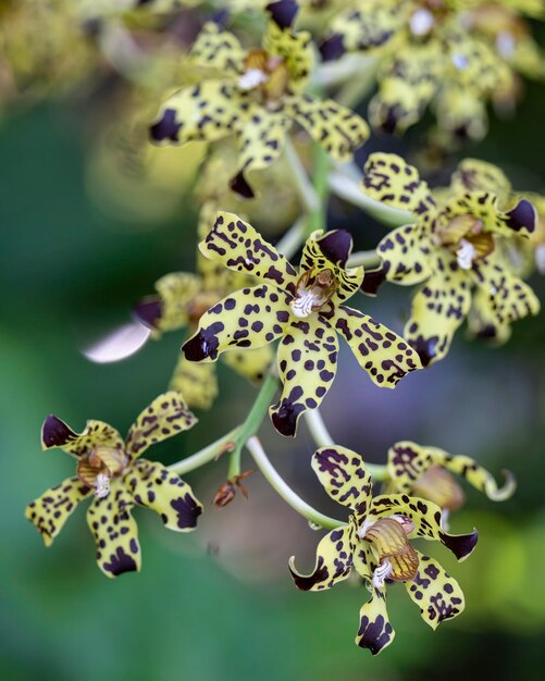 Photo un gros plan de quelques orchidées avec des taches jaunes