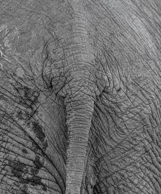 Gros plan de la queue d'éléphant tourné dans le parc national Kruger en Afrique du Sud