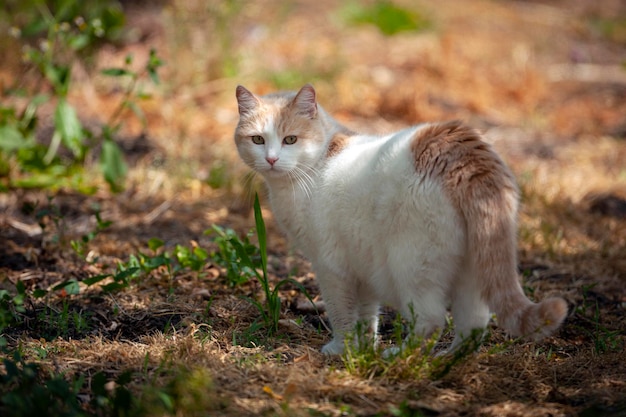 Gros plan de race de chat blanc (fourgon turc) se promène dans la rue...