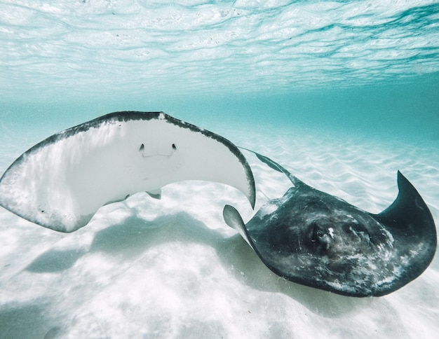 Un gros plan des raies nageant en mer