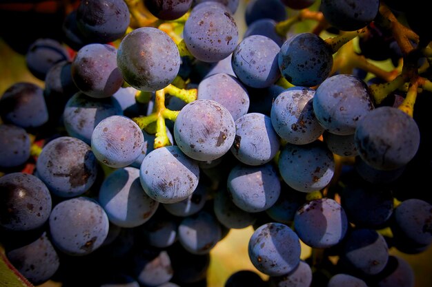 gros plan d'un raisin de cuve bleu