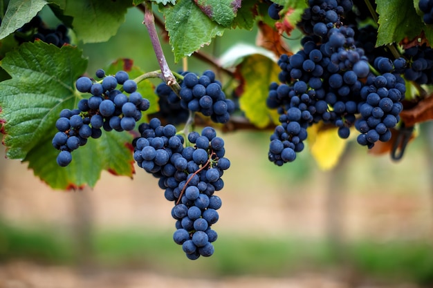 Gros plan de raisin noir mûr sur l'arbre