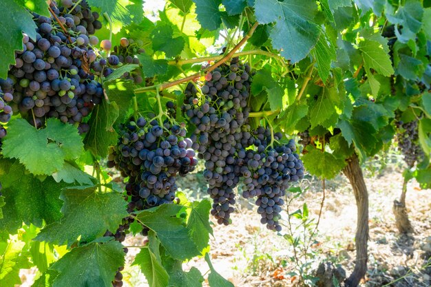 Gros plan de raisin de vigne dans les vignobles de champagne à la montagne de reims, Reims, France