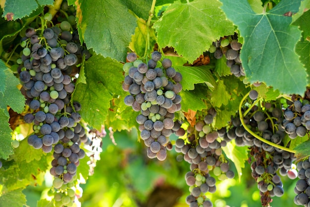 Gros plan de raisin de vigne dans les vignobles de champagne à la montagne de reims, Reims, France