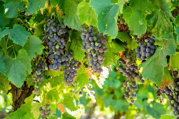 Gros plan de raisin de vigne dans les vignobles de champagne à la montagne de reims, Reims, France