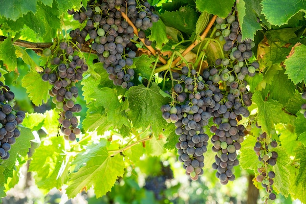 Gros plan de raisin de vigne dans les vignobles de champagne à la montagne de reims, Reims, France