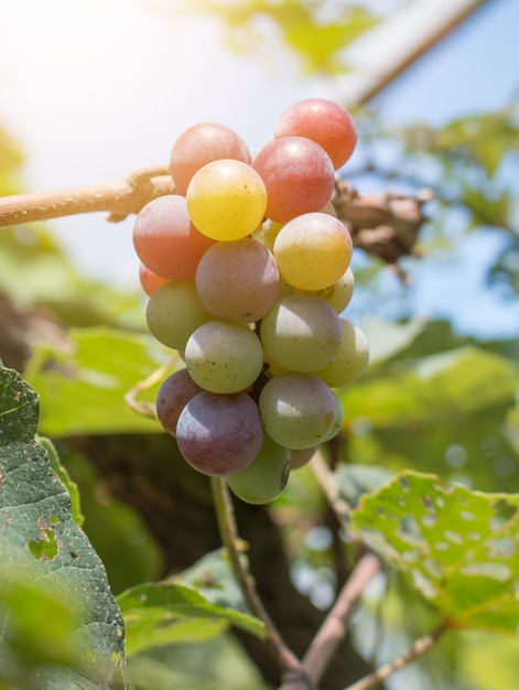 Gros plan de raisins avec des feuilles vertes sur la vigne. Vigne plants de fruits à l&#39;extérieur.