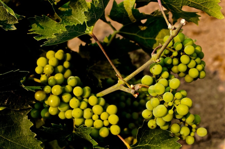 Photo un gros plan des raisins qui poussent sur l'arbre