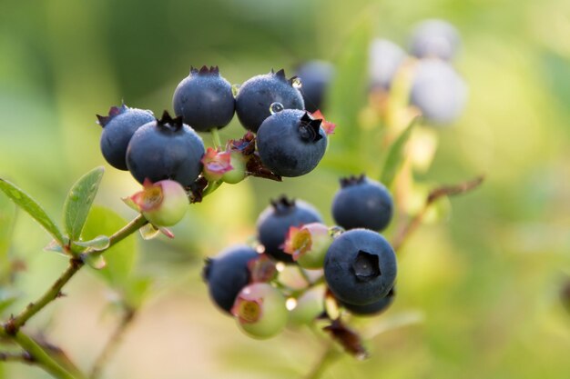 Photo un gros plan des raisins qui poussent sur un arbre