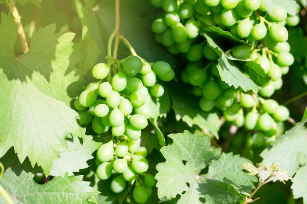 Gros plan de raisins verts frais sur la branche de raisins dans le fond des fruits du jardin