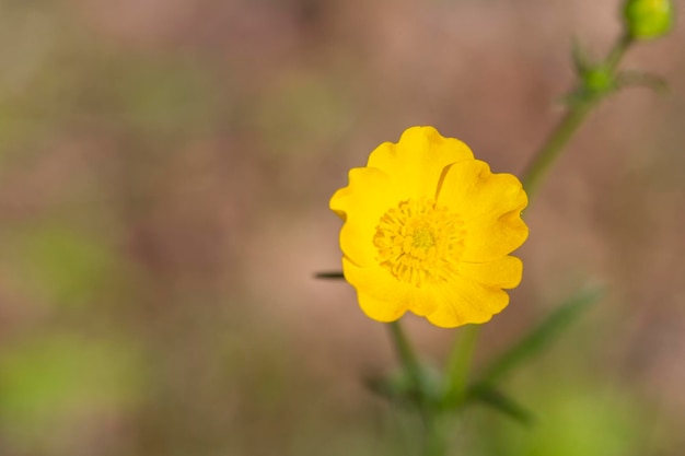 Gros plan de Ranunculus arvensisas connu sous le nom de renoncule de maïs à floraison jaune vif est une espèce végétale