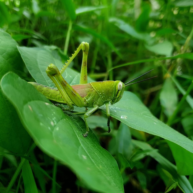 Gros plan de rasshopper sur le fond de la feuille belle nature concept feuille tropicale