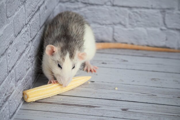 Gros plan d'un rat mangeant un maïs mûr jaune