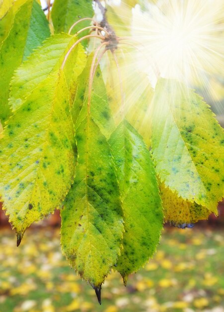 Un gros plan des rayons du soleil brille à travers les feuilles vertes et jaunes sur les branches de l'arbre Bois avec un feuillage à texture sèche dans une prairie isolée sereine ou un environnement naturel en automne