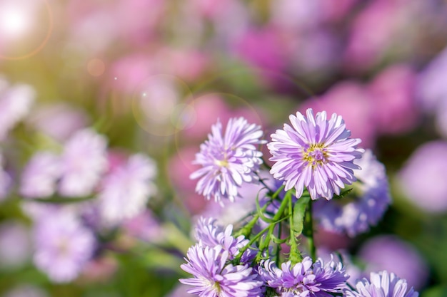 Gros plan et recadrage des fleurs d'aster dans un parc public avec la lumière naturelle du soleil sur fond flou.