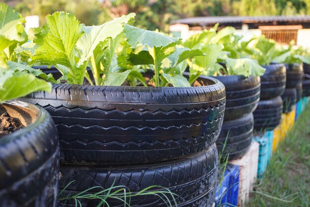 Gros plan recyclage de pneu utilisé dans la ferme de légumes biologiques