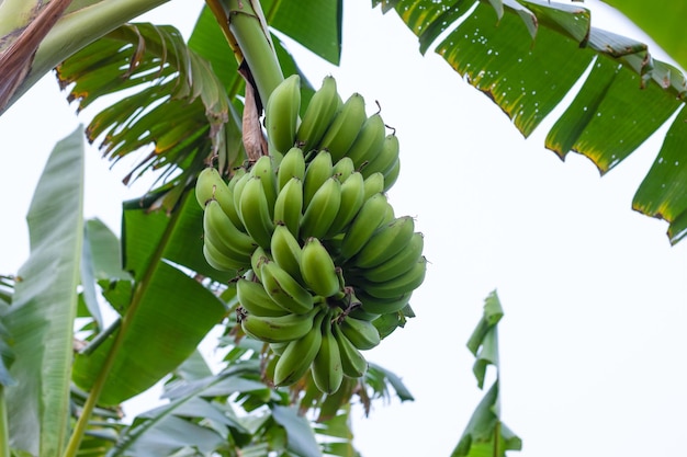 Gros plan d'un régime de bananes suspendu sur l'arbre dans le jardin