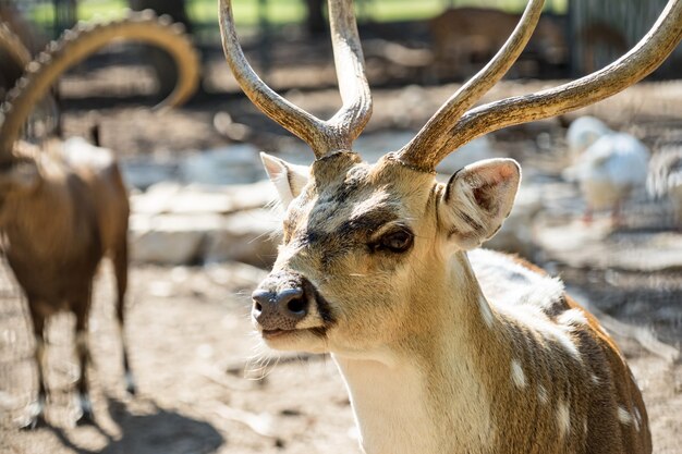 Gros plan repéré Chital deer dans un parc Yarkon. Tel-Aviv, Israël.