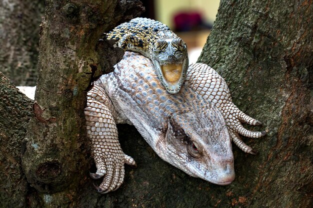 Photo un gros plan d'un reptile à l'extérieur