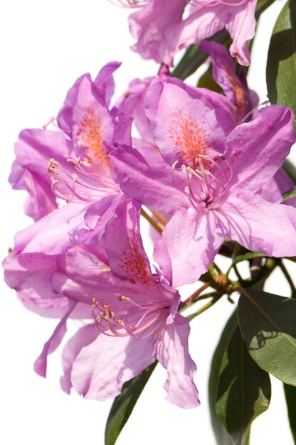 Gros plan, de, rhododendron, contre, a, fond blanc