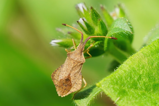 Gros plan d'un rhombic Leatherbug, Syromastus rhombeus, en sirotant une fleur fraîche de Veronica