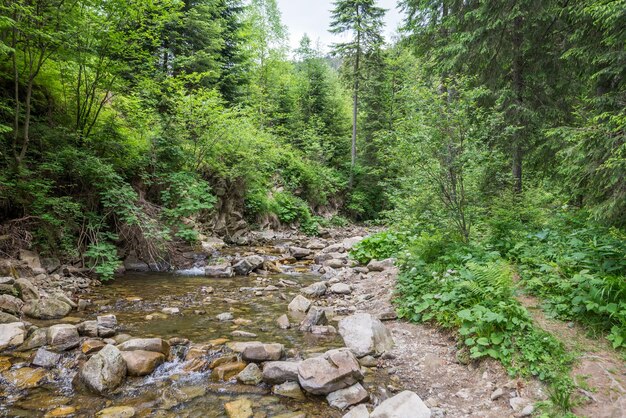 Gros plan d'une rivière avec de grosses pierres dans les montagnes des Carpates et de l'eau des rivières parmi la forêt et la côte rocheuse journée ensoleillée d'été