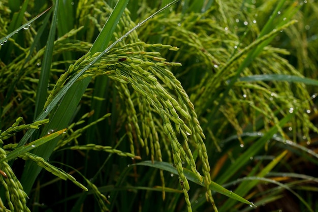 Photo gros plan de riz dans le champ avec des gouttes de rosée du matin. ambiance verte dans les rizières.