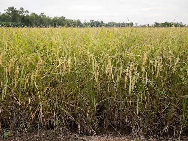 Gros plan de riz déchiré dans la rizière près du moment de la récolte