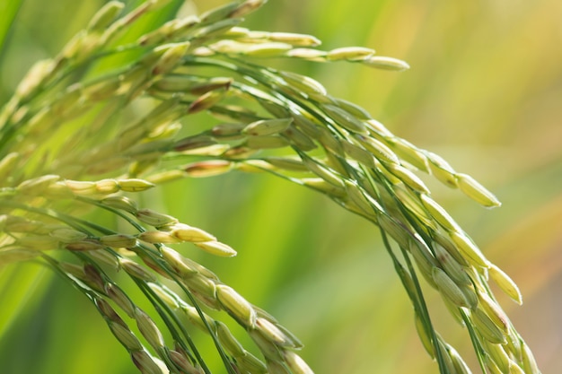 Photo gros plan de riz paddy vert.