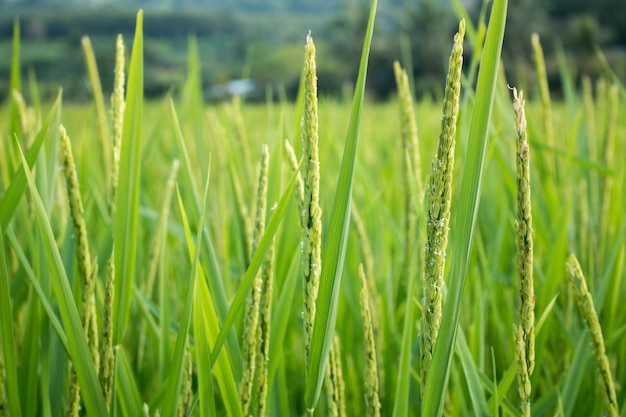 Gros plan, riz, pic, paddy, champ, Automne