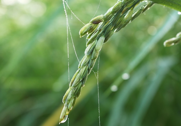 Gros plan, riz, pic, paddy, champ, Automne