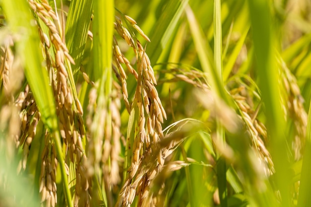 Gros plan riz rizières en automne