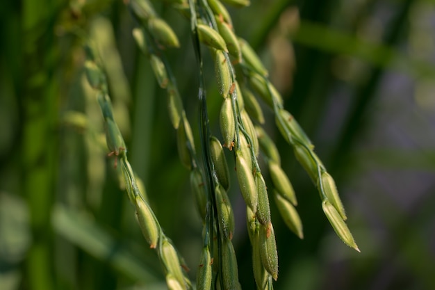 Photo gros plan, riz, semences, rizières