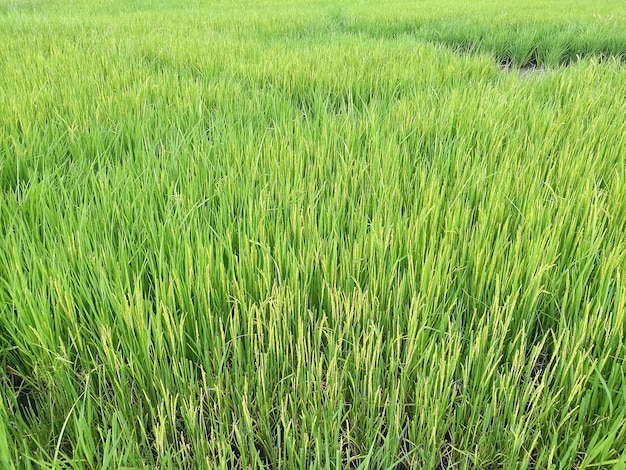 Gros plan de riz vert paddy. Riz paddy en plein essor en Thaïlande.