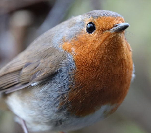 Gros plan d'un Robin européen