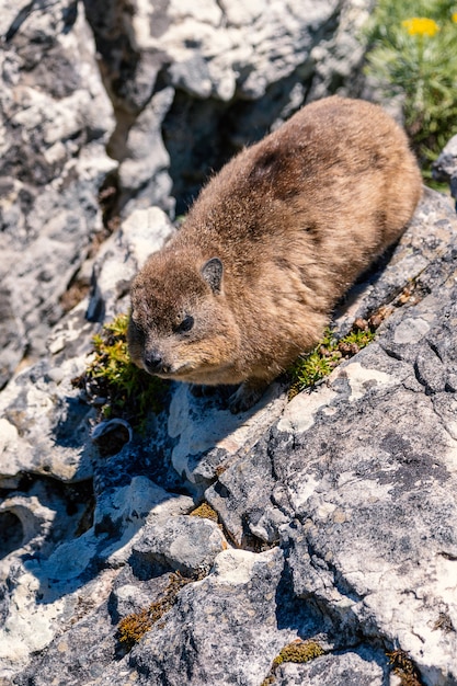 Gros plan d'un rocher hyrax ou dassie au sommet de Table Mountain, Cape Town Afrique du Sud