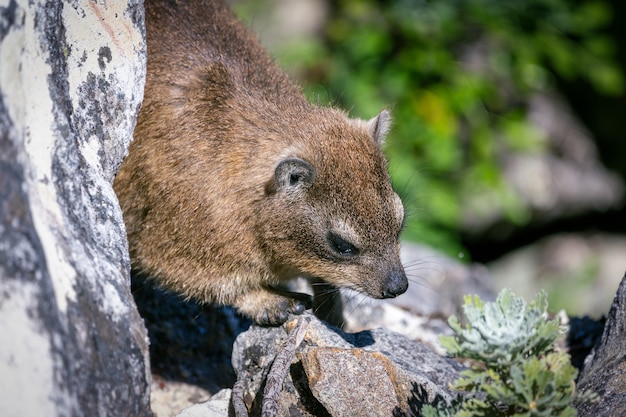 Gros plan d'un rocher hyrax ou dassie au sommet de Table Mountain, Cape Town Afrique du Sud