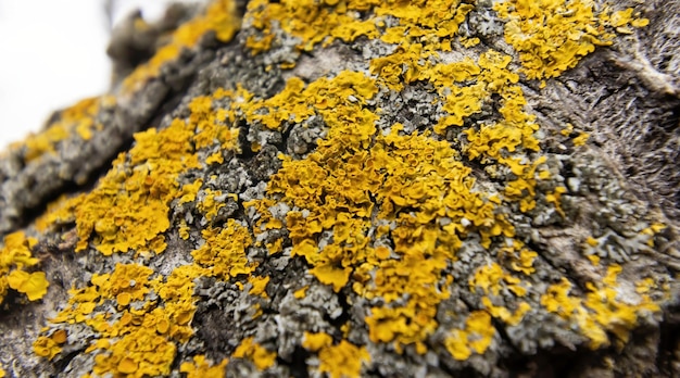 Un gros plan d'un rocher avec des lichens jaunes