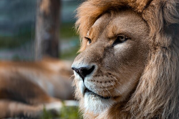 Gros plan le roi lion regarde sévèrement Portrait d'animal de la faune