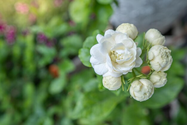 Photo un gros plan de la rose blanche