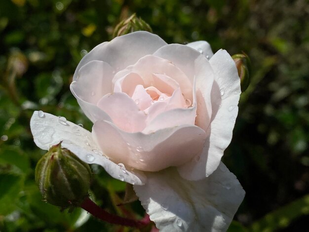 Un gros plan de la rose blanche