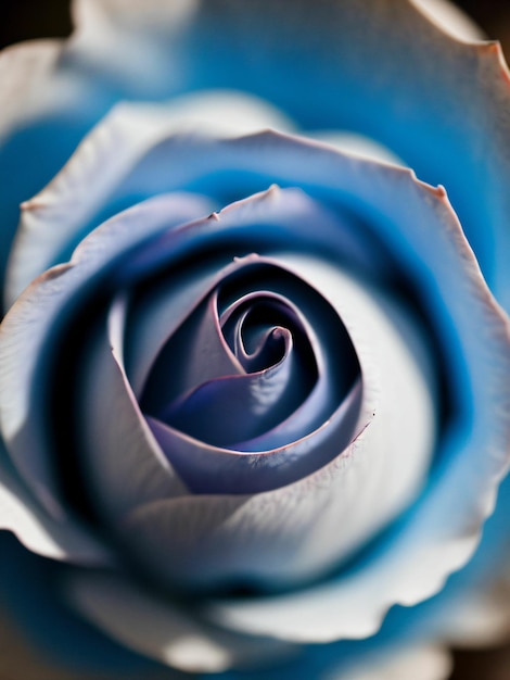 gros plan de la rose bleue en noir et blanc