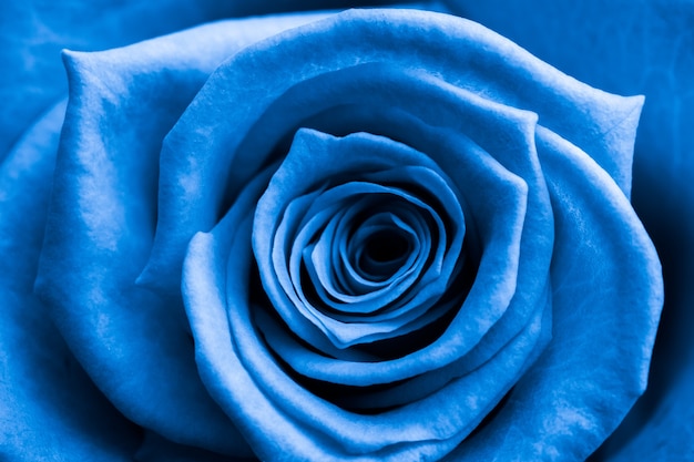 Gros plan de rose bleue