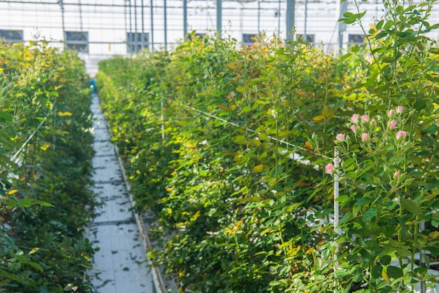 Gros plan d'une rose sur un fond floral flou dans une serre