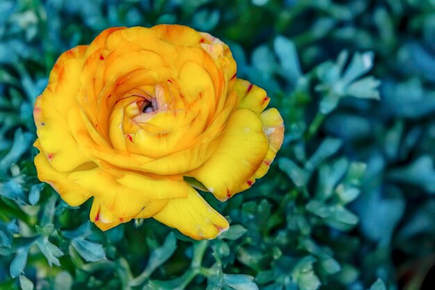 Photo un gros plan de la rose jaune