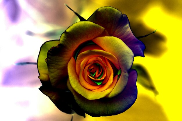 Photo un gros plan de la rose jaune