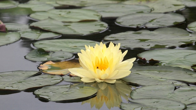 Gros plan, rose, nénuphar