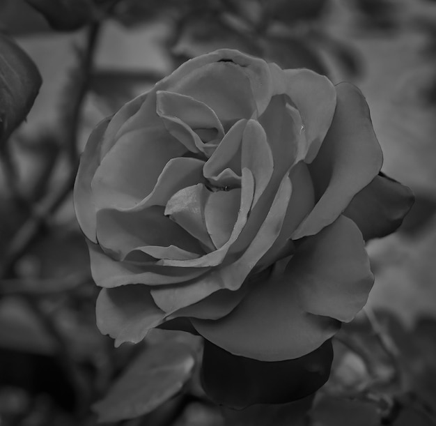 Photo gros plan de rose noir et blanc sur fond flou