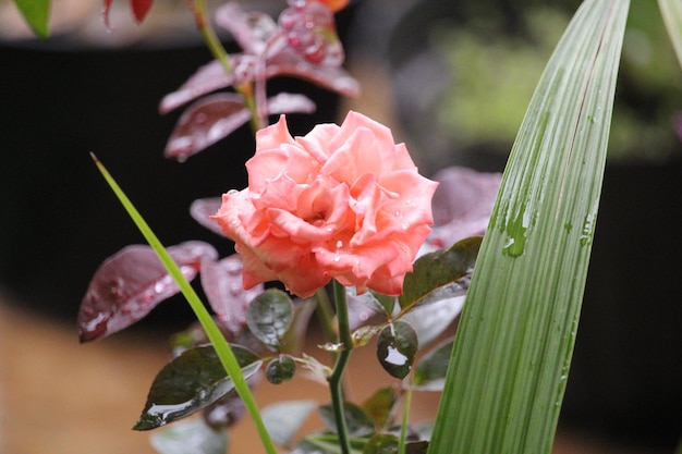 un gros plan d'une rose orange avec un fond flou